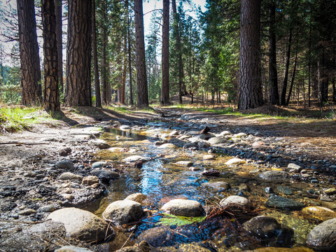An image depicting the trail Wawona Meadow Loop Trail and its surrounding area.