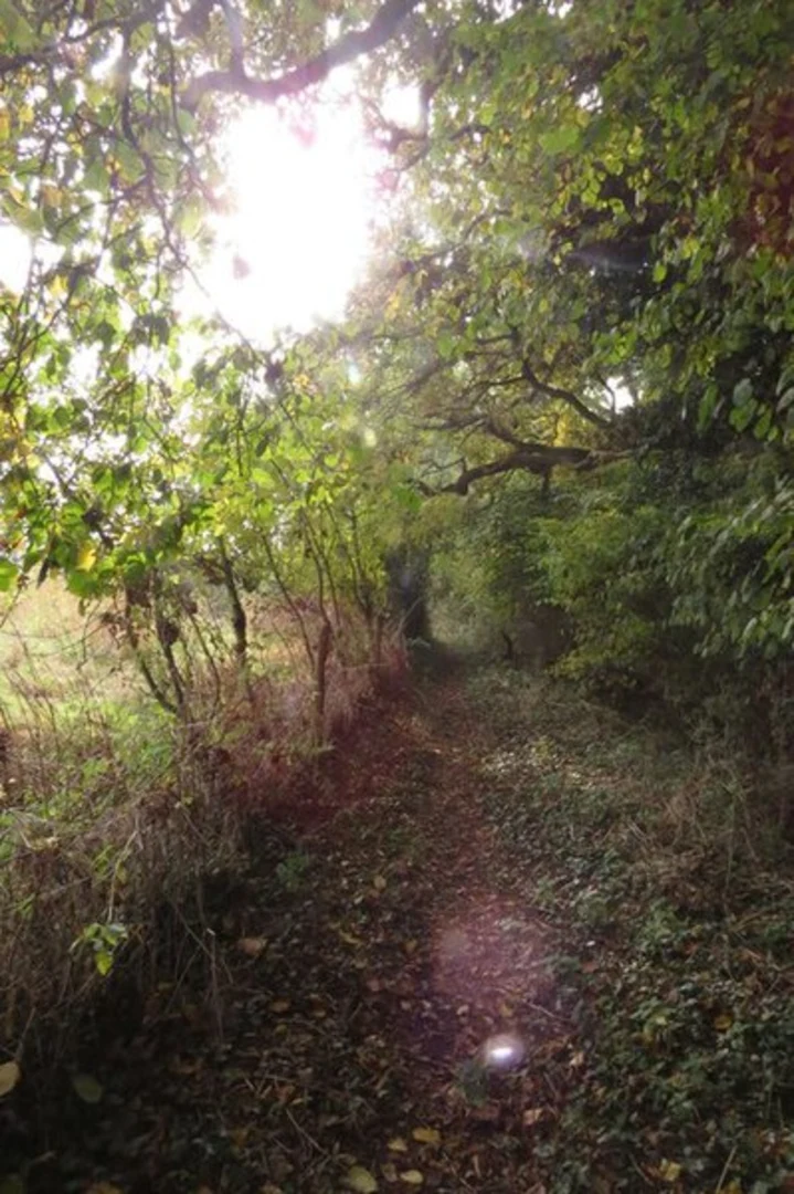 An image depicting the trail Boveridge Heath and Harefield Plantation Loop - Verwood and its surrounding area.