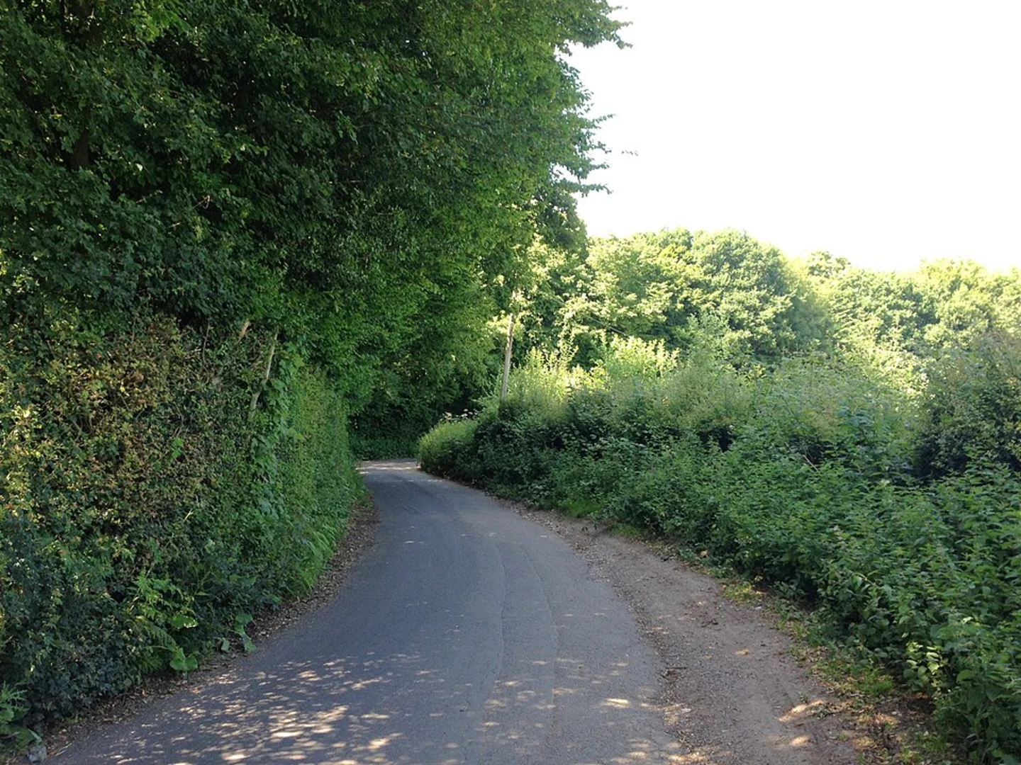 An image depicting the trail Smokes Wood Loop and its surrounding area.