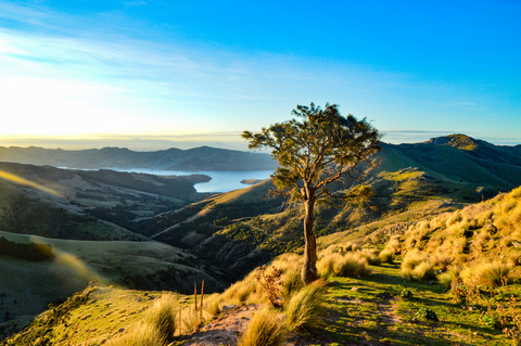 Mt Herbert Walkway - Summit and Return