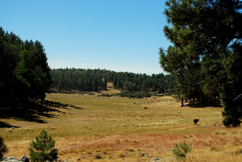 An image depicting the trail Gatos - Chico Ravine Connector Trail and its surrounding area.