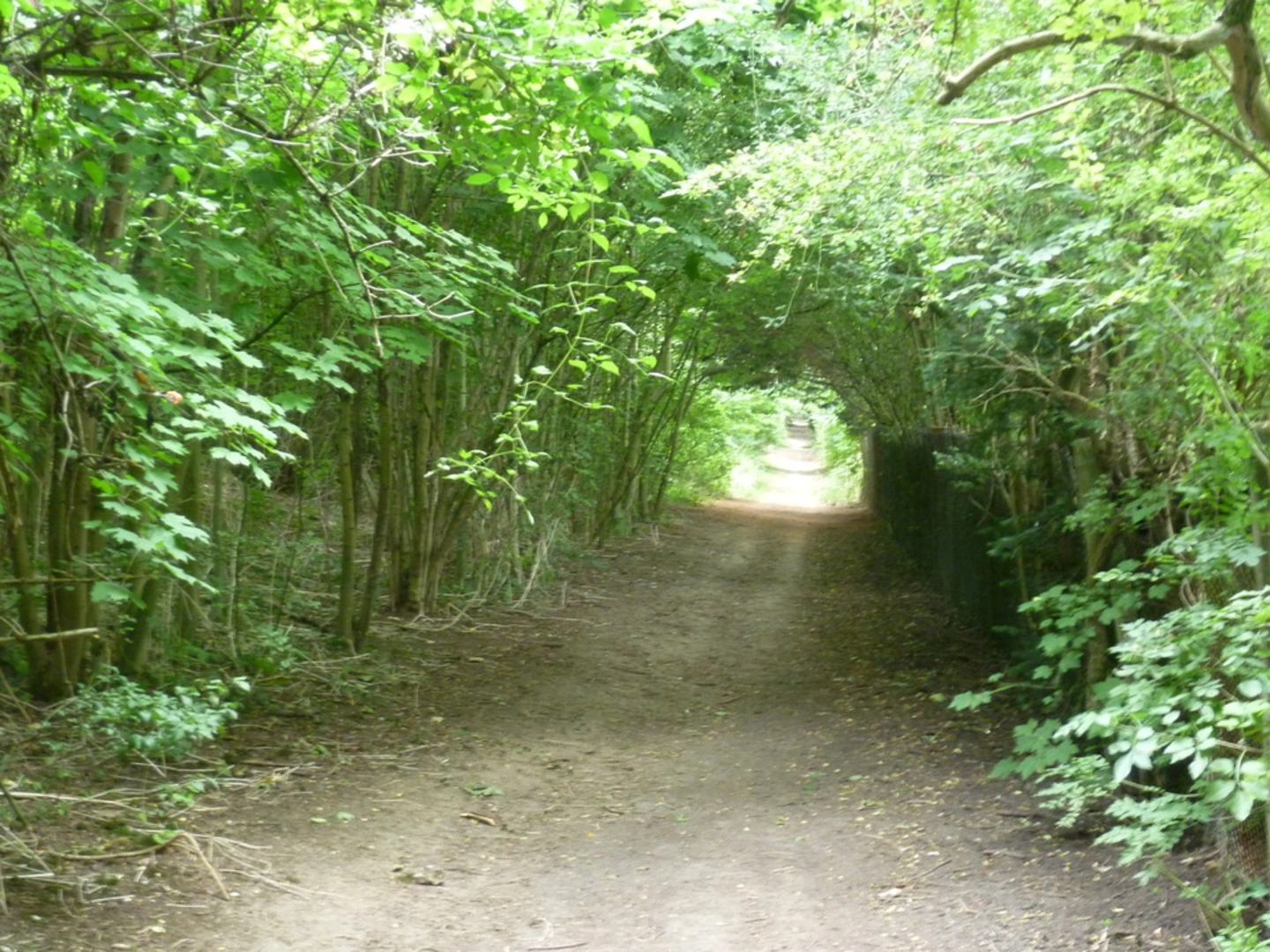 An image depicting the trail Selsdon Wood Loop and its surrounding area.