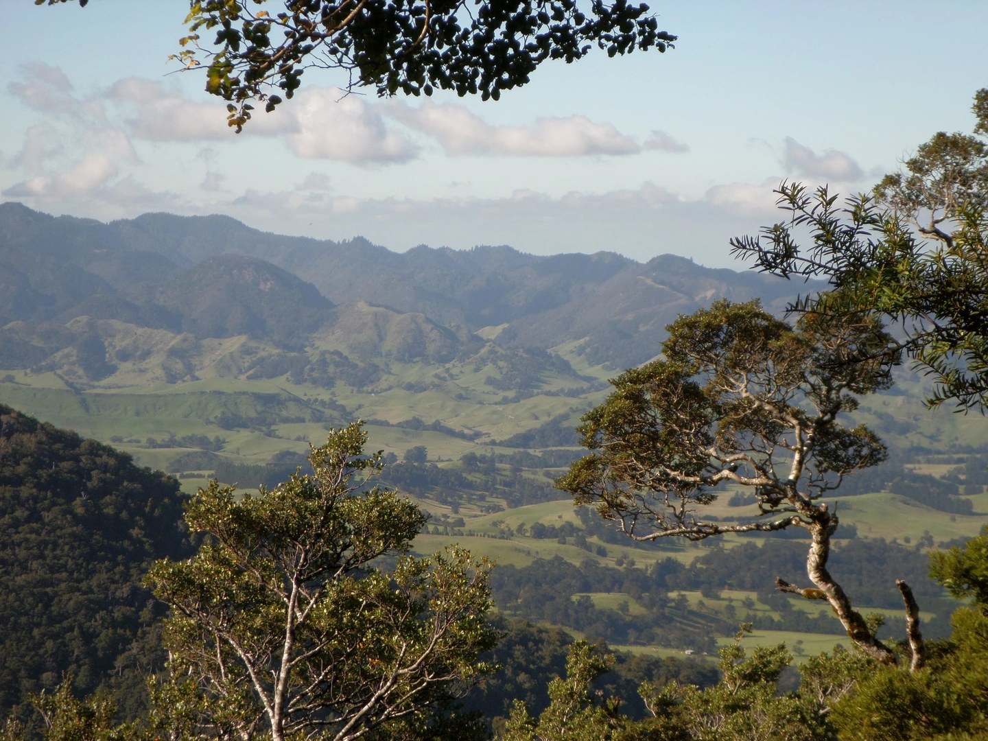 An image depicting the trail Te Puia Loop and its surrounding area.