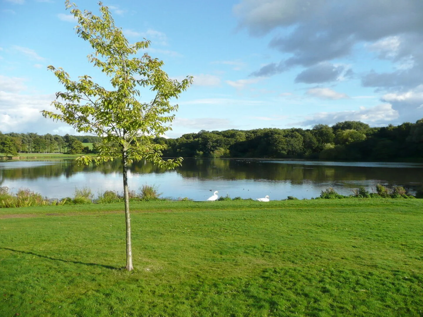 An image depicting the trail Harewood House Loop and its surrounding area.