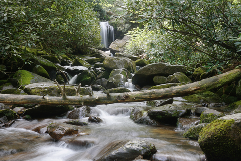 An image depicting the trail Trillium Gap Trail to Grotto Falls and its surrounding area.