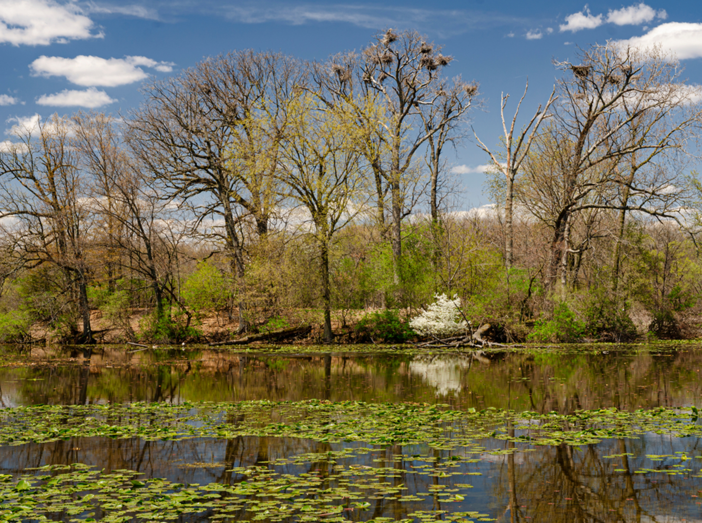 An image depicting the trail Wildwing Lake Loop and its surrounding area.