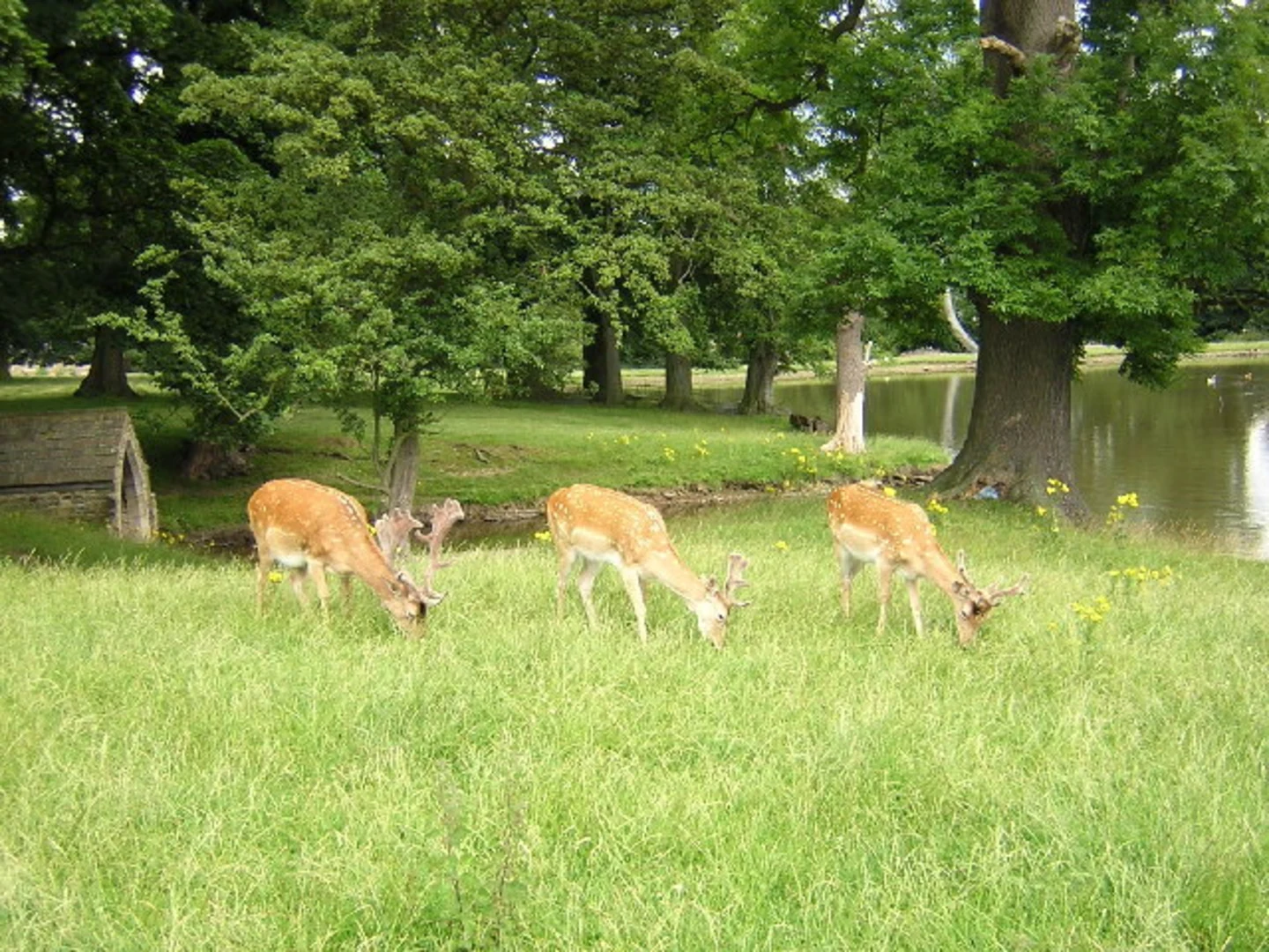 An image depicting the trail Whitworth Hall Country Park Loop and its surrounding area.