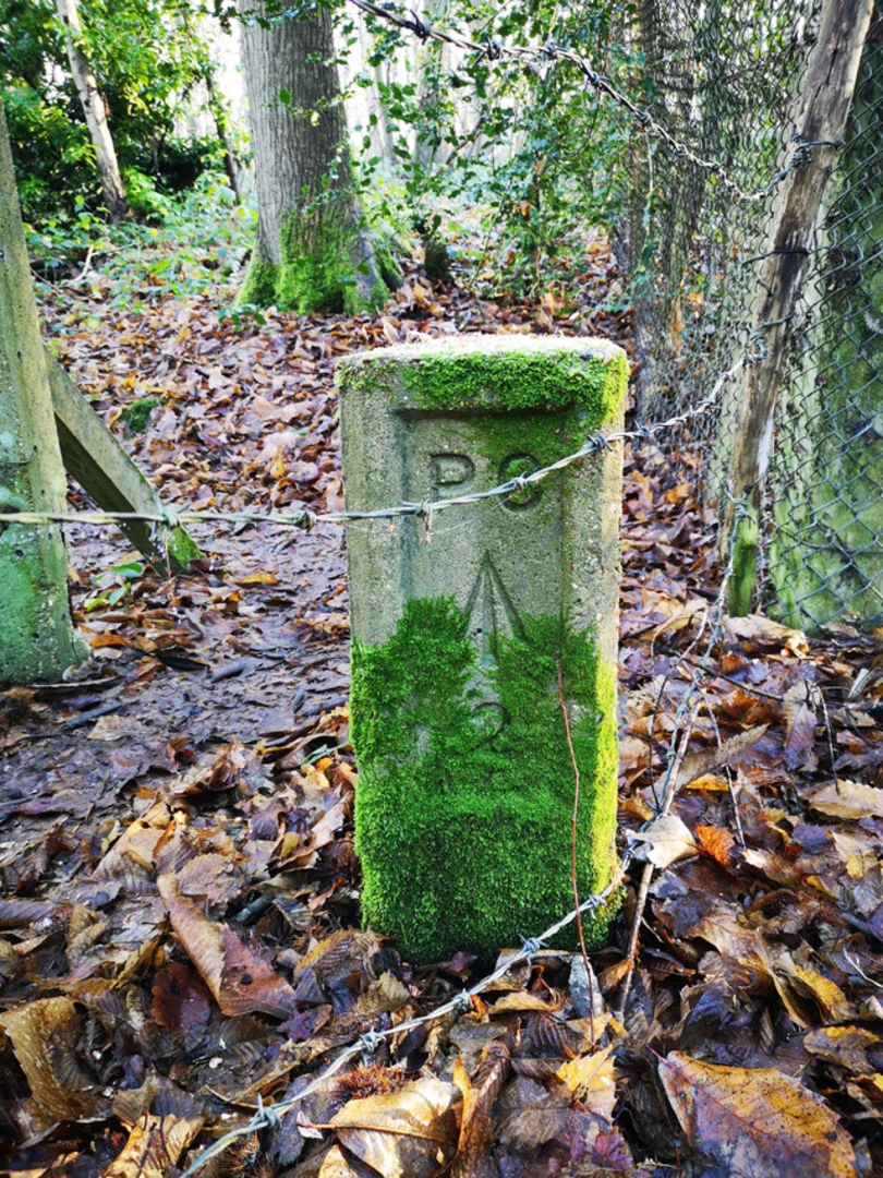 An image depicting the trail Hockley Woods and Gills Bench Loop and its surrounding area.