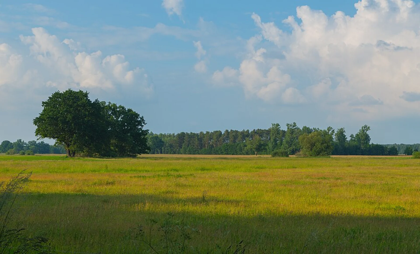 An image depicting the trail Burgstaedt and Hartmannsdorf Loop and its surrounding area.
