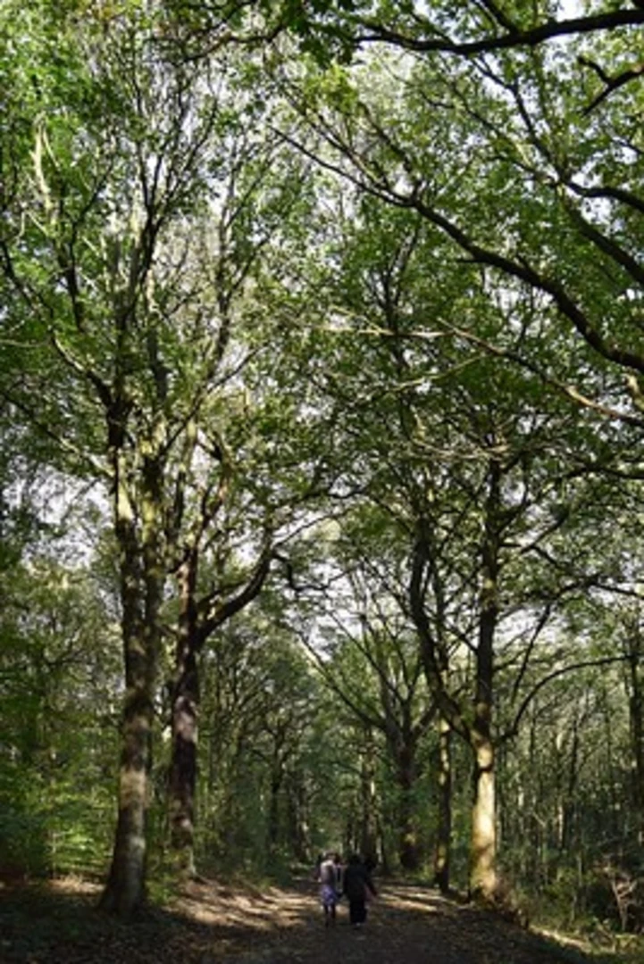 An image depicting the trail Middleton Park Walk and its surrounding area.