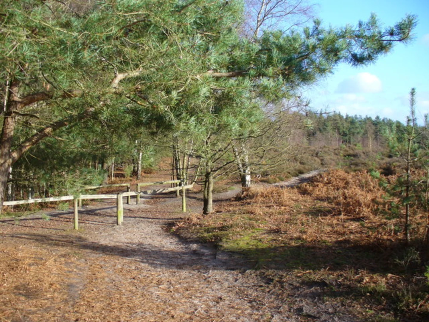 An image depicting the trail Blackheath Loop and its surrounding area.