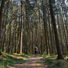 Floris Vandamme avatar