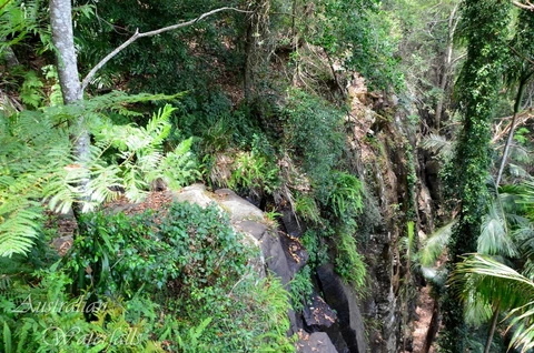 An image depicting the trail Witches Falls Circuit Track and its surrounding area.