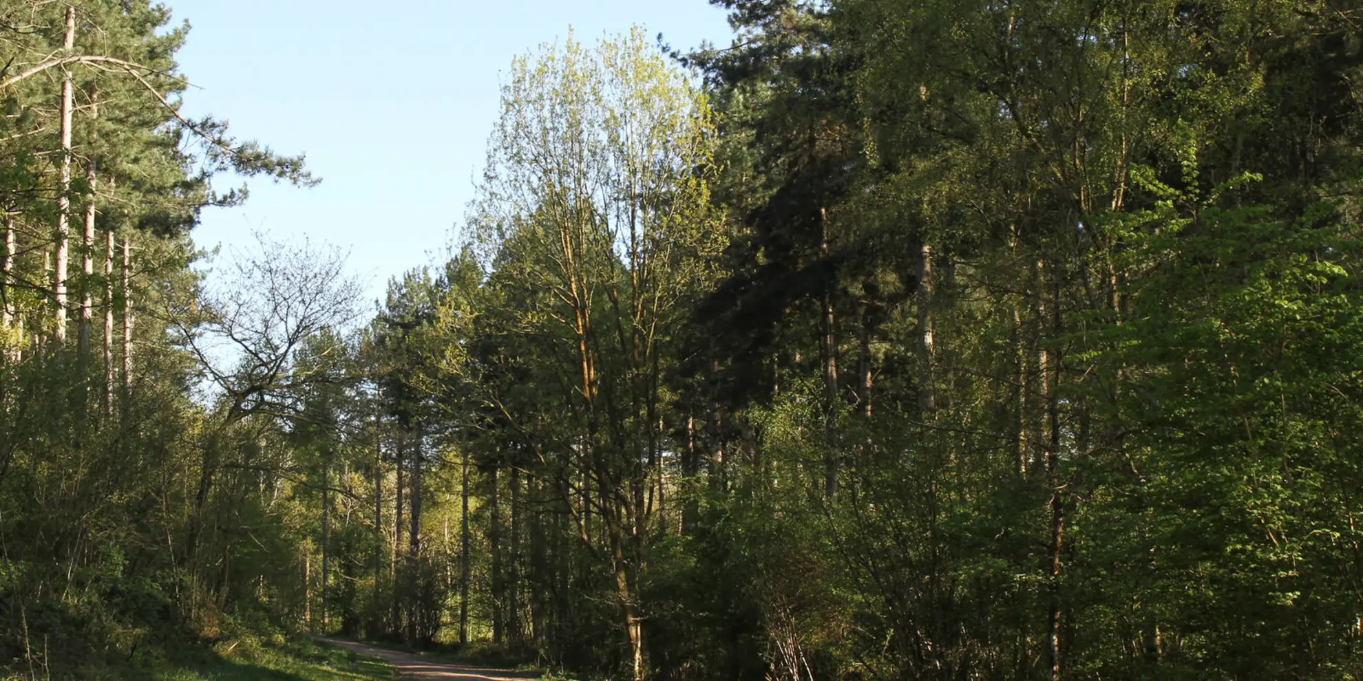 An image depicting the trail Arden Way and its surrounding area.