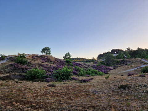 Beerschoten to Hilversum via Groot Heidestein and Beukenwoud