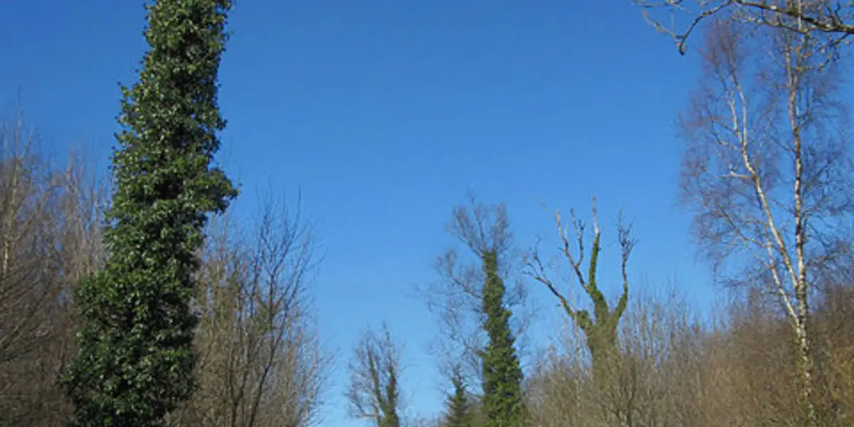 Coille an Fhaltaigh Millennium Park - Red Trail