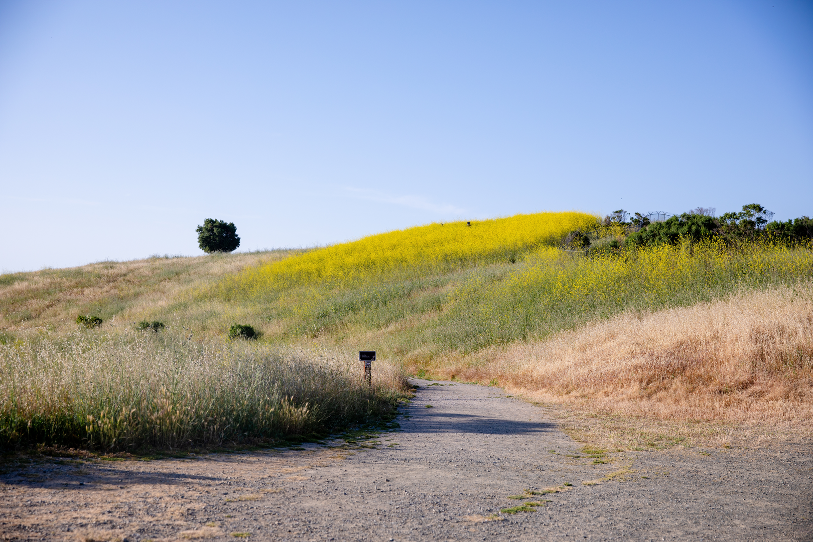 An image depicting the trail Rogue Valley Trail and Stephen E Abbors Trail Loop and its surrounding area.