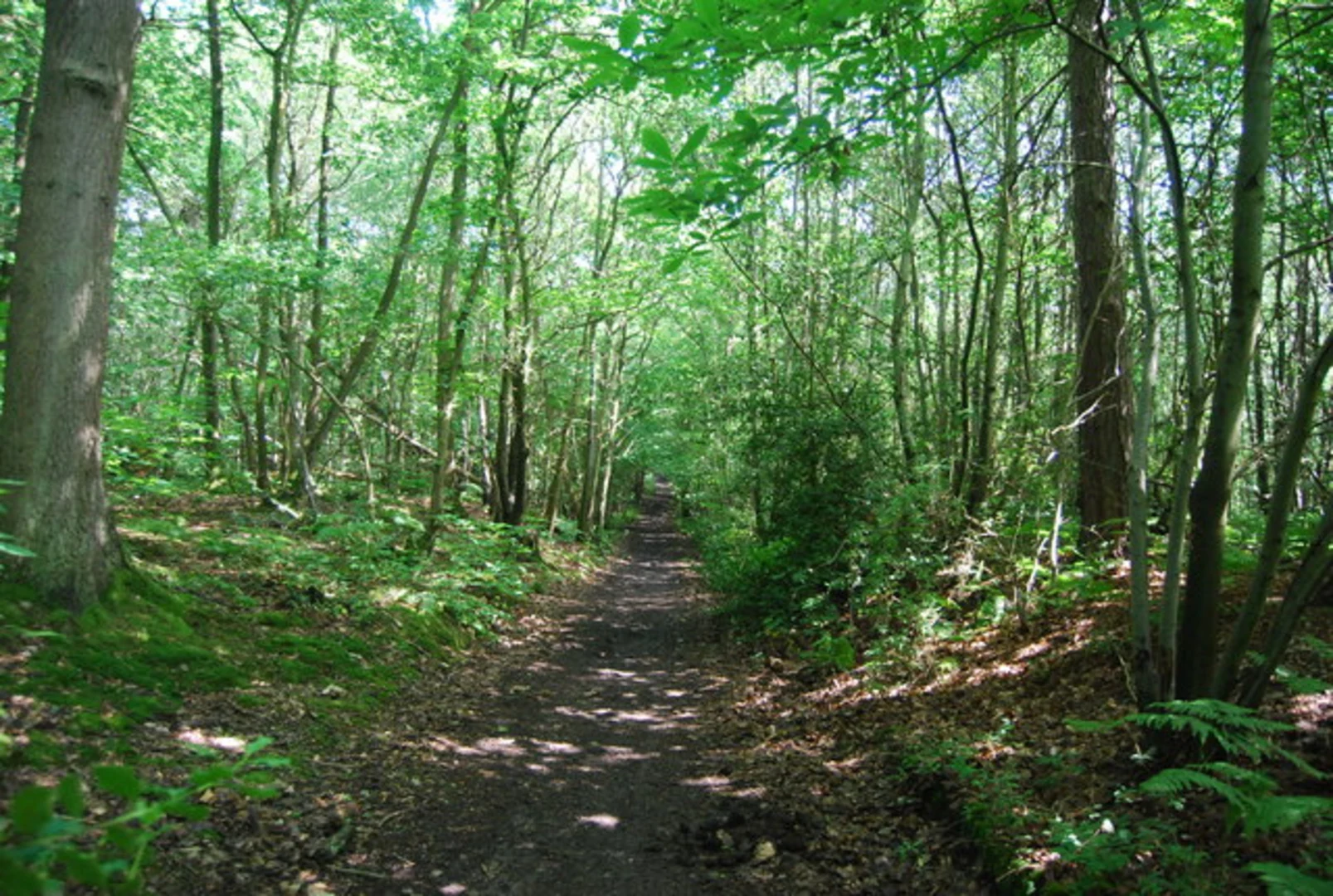 An image depicting the trail Mereworth Woods and Ryarsh Wood via Lord's Walk and Windmill Hill and its surrounding area.