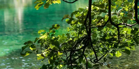 An image depicting the trail Lake Kaitawa Fairy Springs Track and its surrounding area.