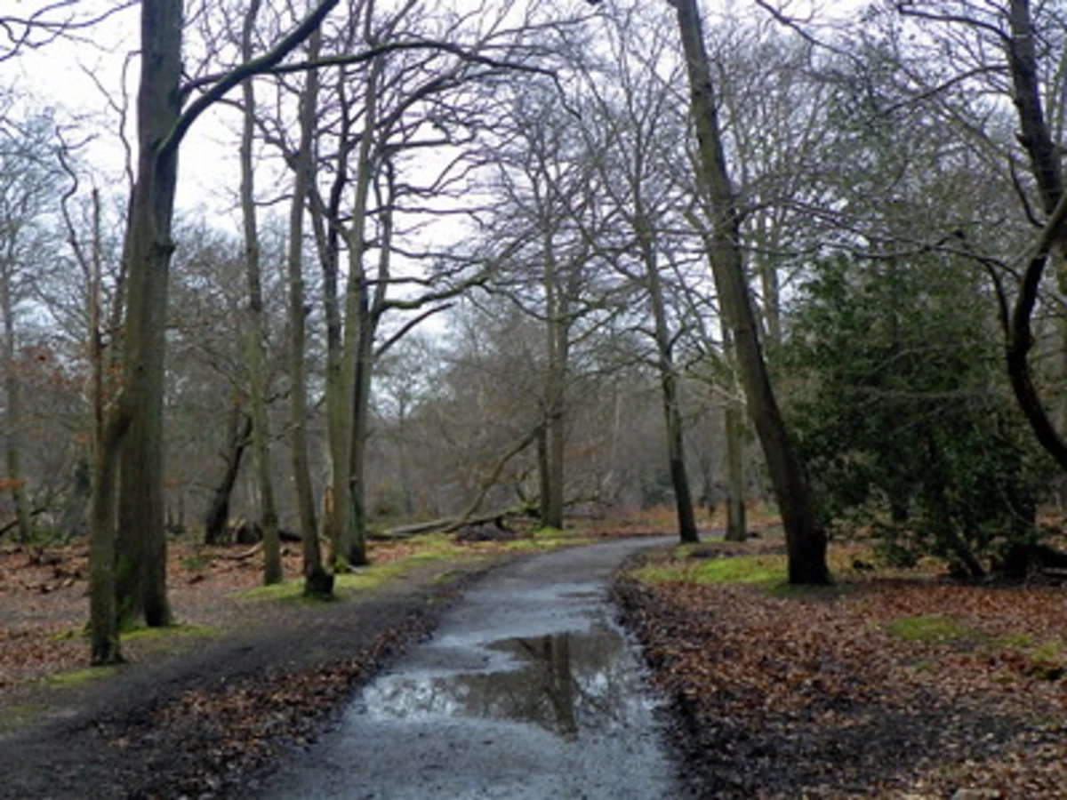 Burnham Beeches Nature Reserve Loop