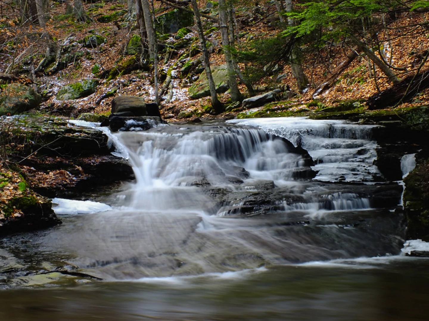 An image depicting the trail Loyalsock and Canyon Vista Loop Trail and its surrounding area.