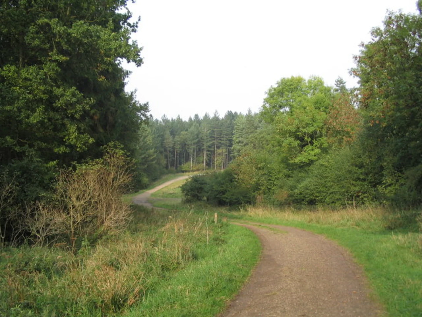 An image depicting the trail Dales Wood and Fineshade Woods Loop and its surrounding area.