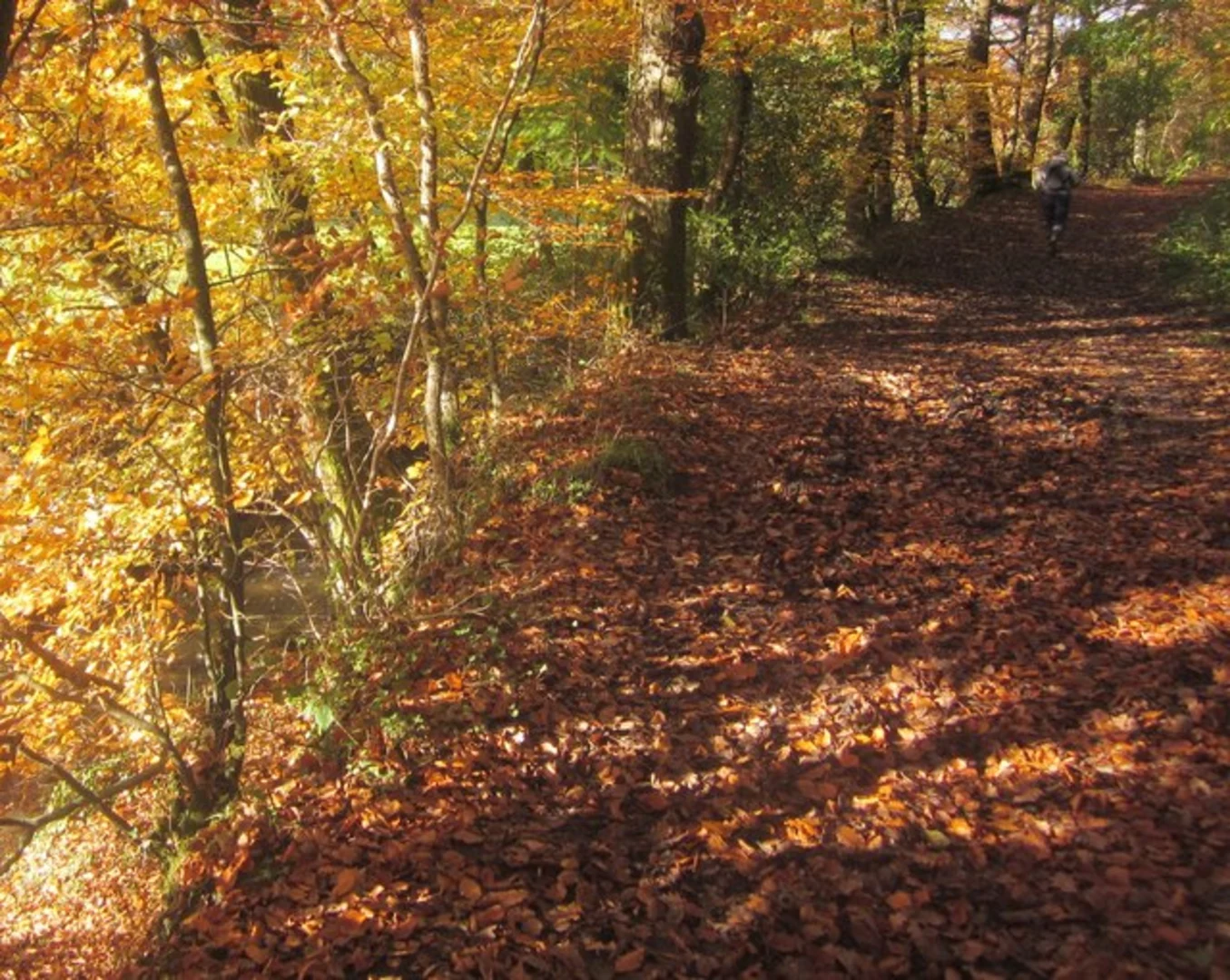 An image depicting the trail Hembury Woods and Hembury Castle Fort Loop and its surrounding area.