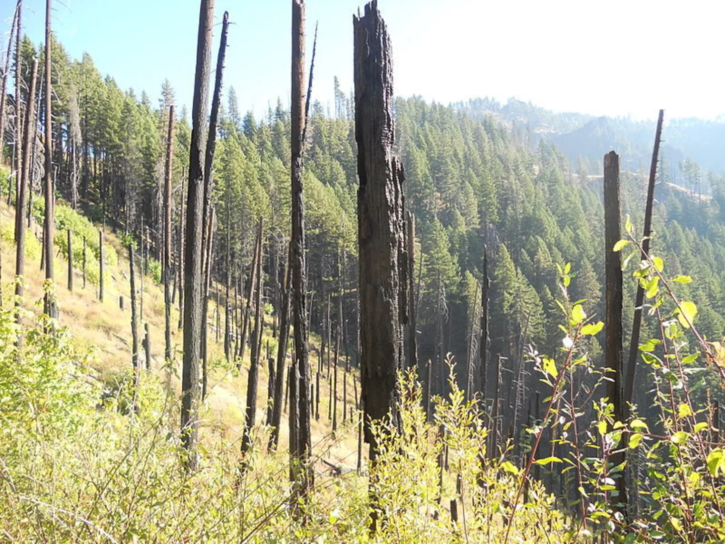 An image depicting the trail Bradley Trail and its surrounding area.