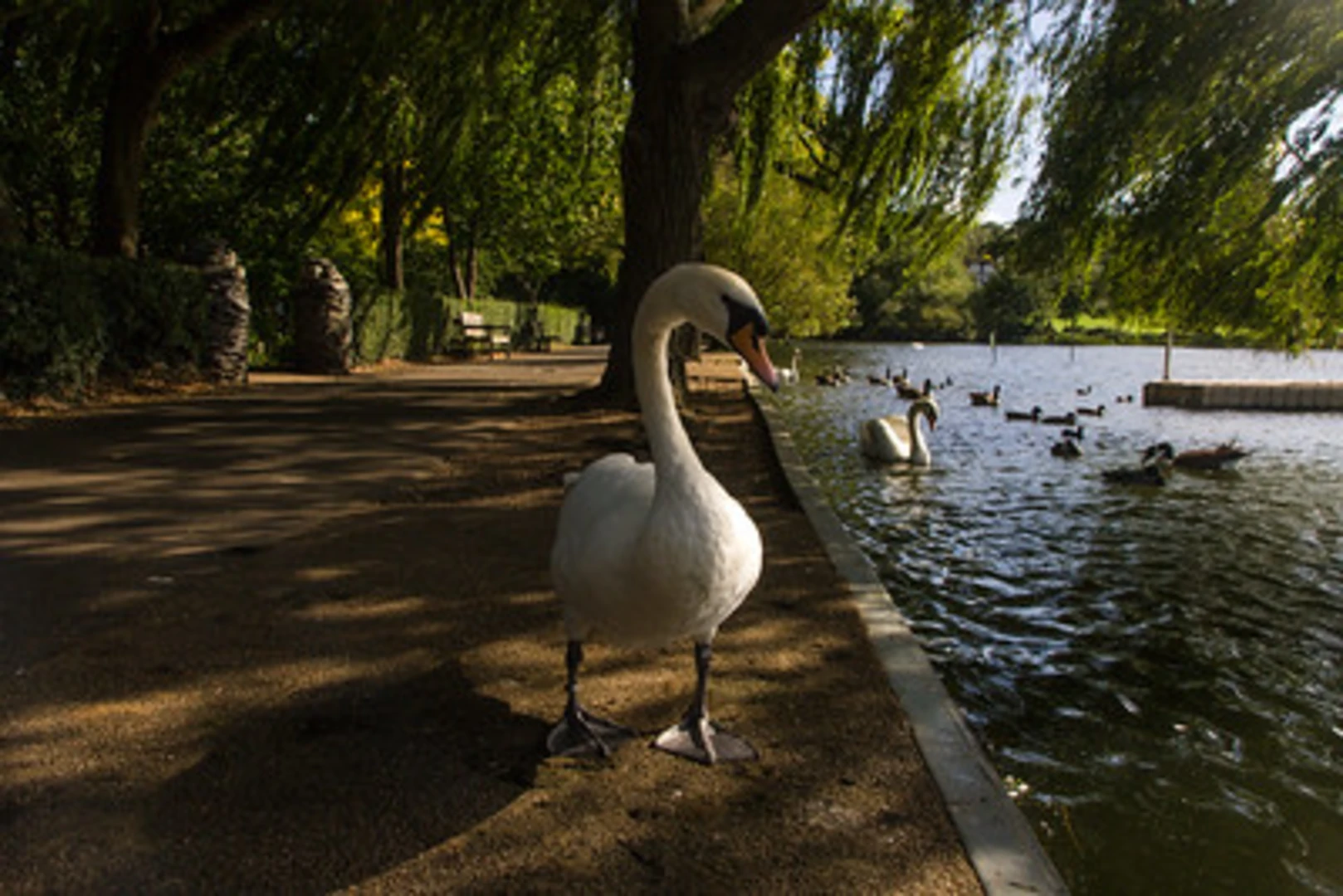 An image depicting the trail Wimbledon Park Loop and its surrounding area.