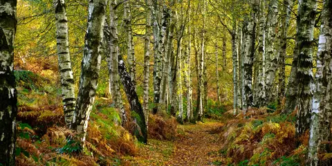 An image depicting the trail Downs Banks near Barlaston and its surrounding area.
