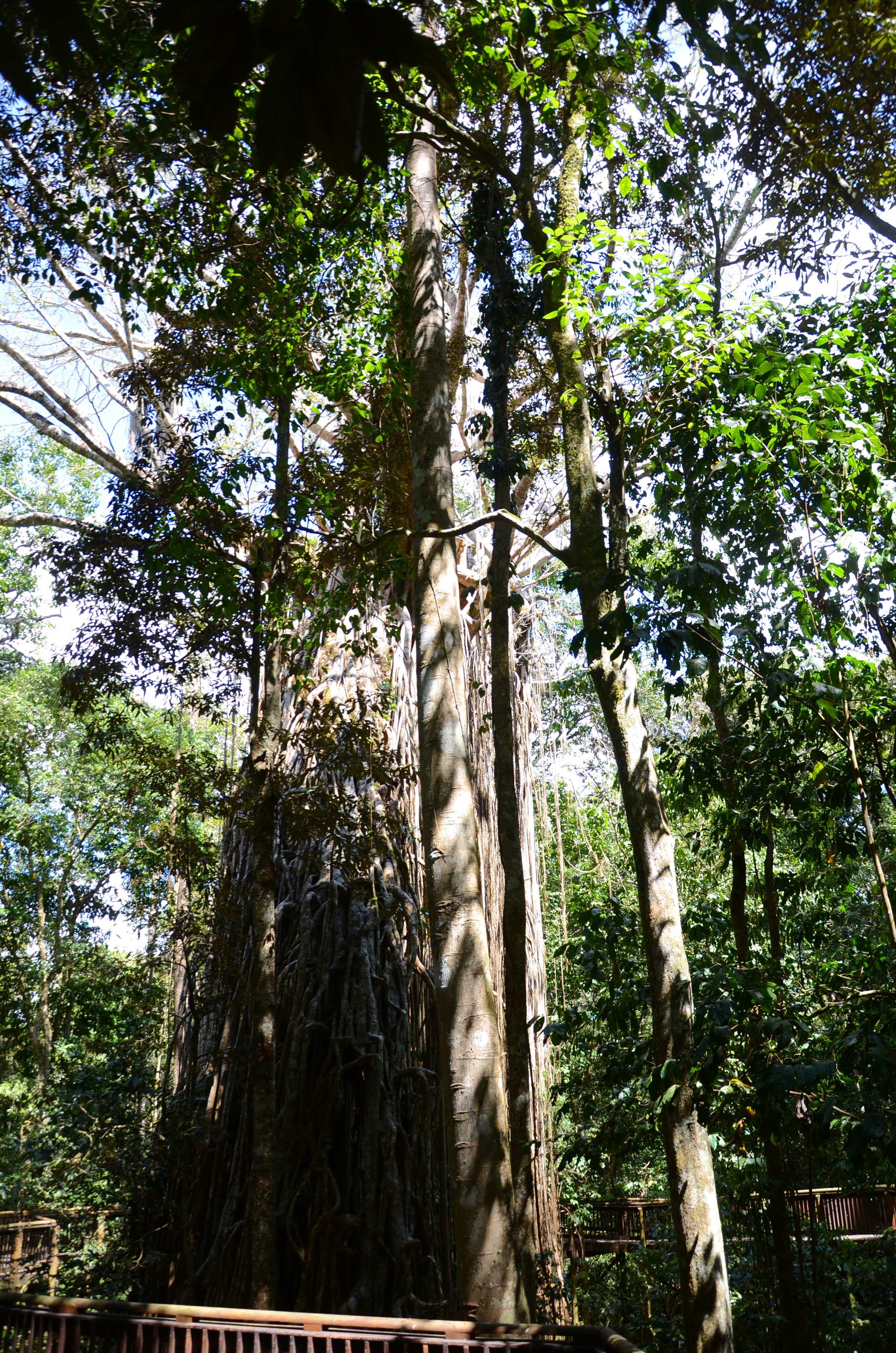 An image depicting the trail Yungaburra National Park and its surrounding area.