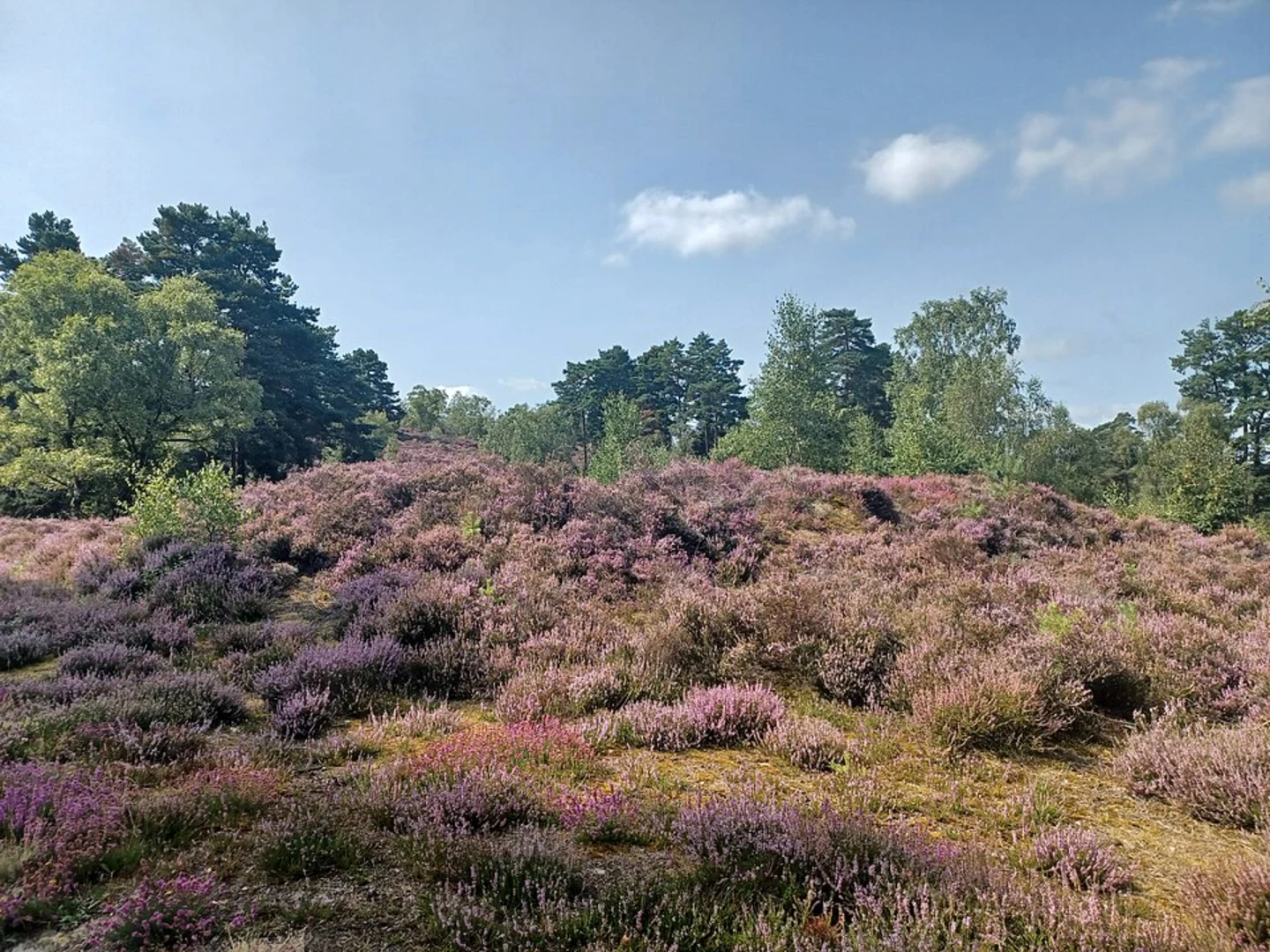 An image depicting the trail Witley Common Loop and its surrounding area.