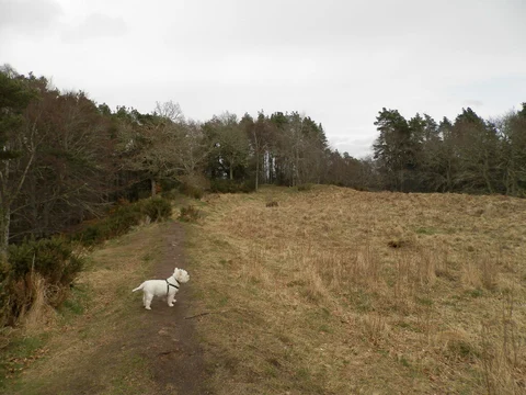 An image depicting the trail Craig Phadrig Hill Fort Trail and its surrounding area.