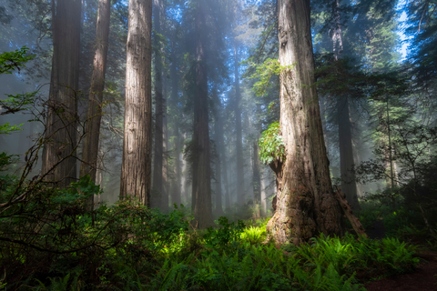 An image depicting the trail Upper First Gulch Road Trail and its surrounding area.