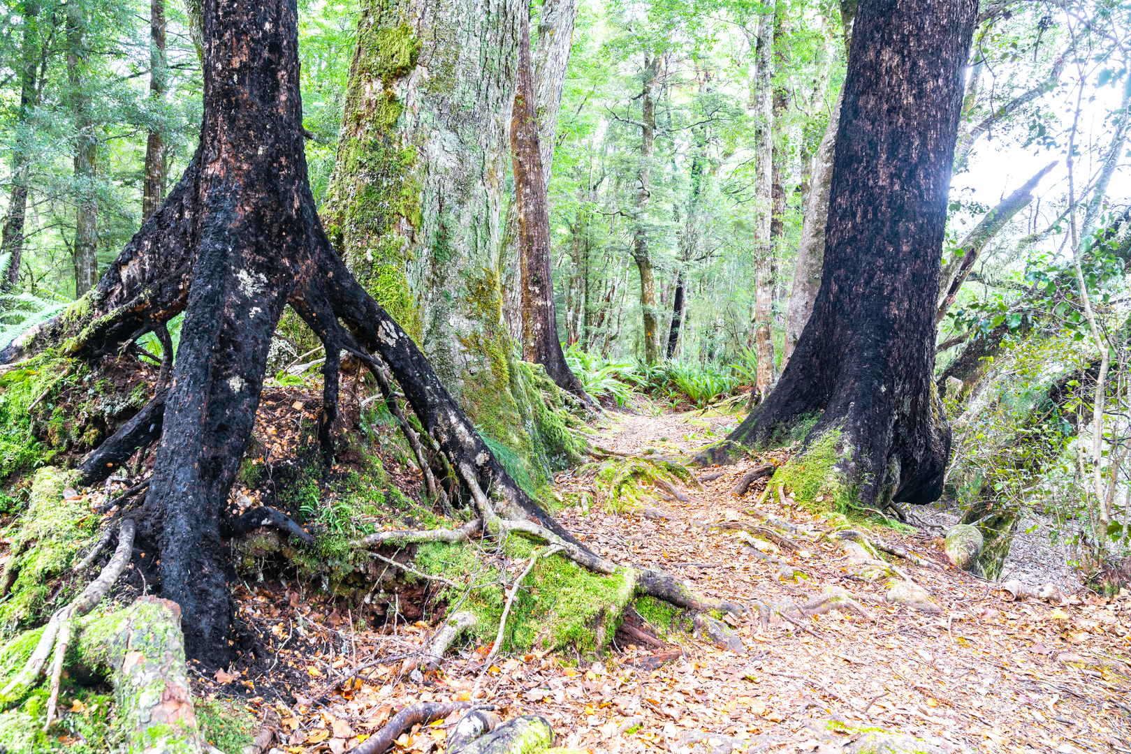 An image depicting the trail Braeburn Walk and its surrounding area.