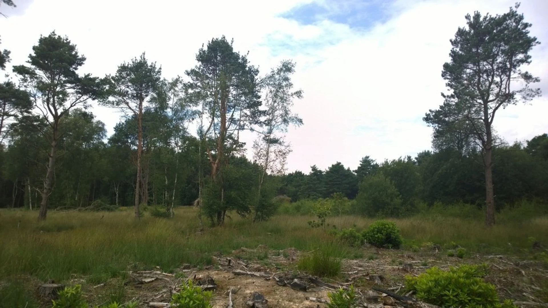 An image depicting the trail Chobham Common and its surrounding area.