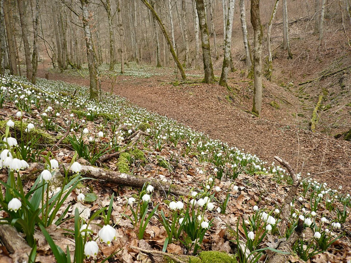 An image depicting the trail Märzenbecherblüte and Schweineberg Loop and its surrounding area.