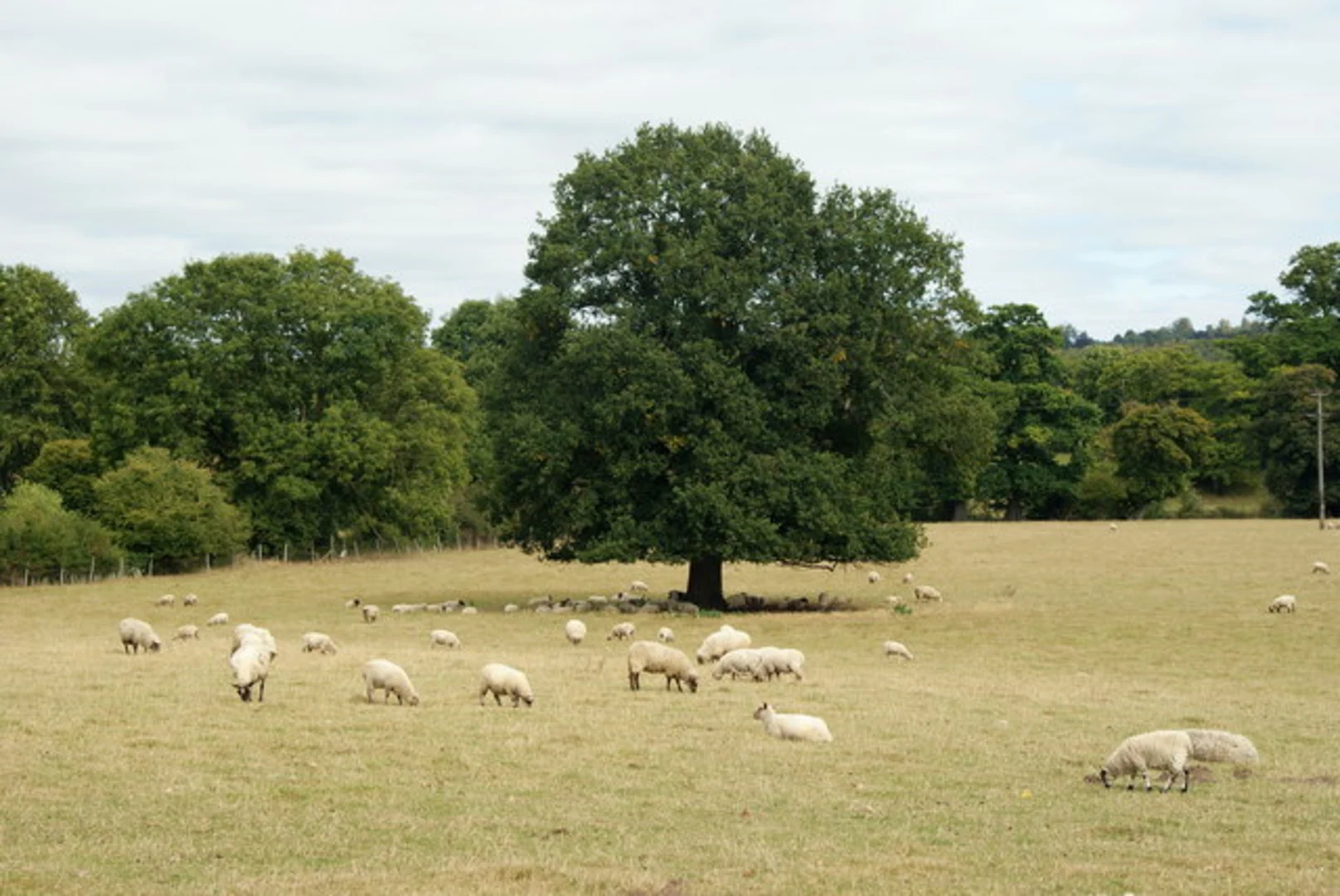 An image depicting the trail Beechy Wood and Norbury Park Loop and its surrounding area.