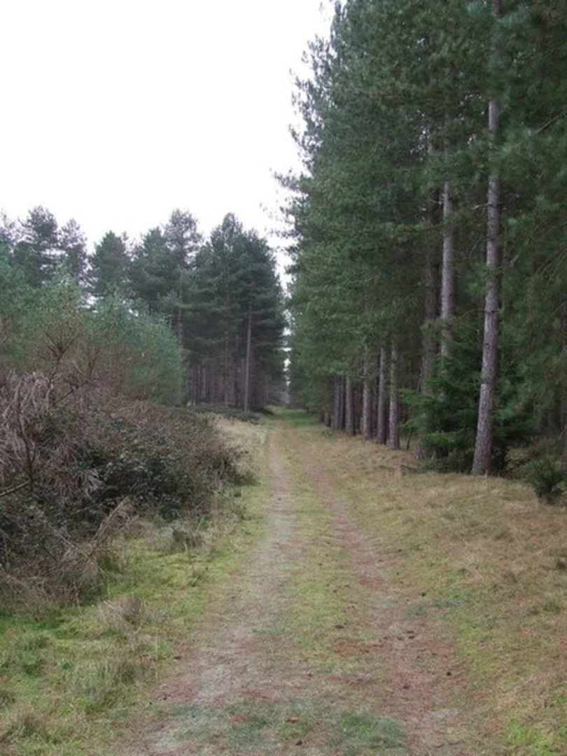 An image depicting the trail The King's Forest Loop and its surrounding area.