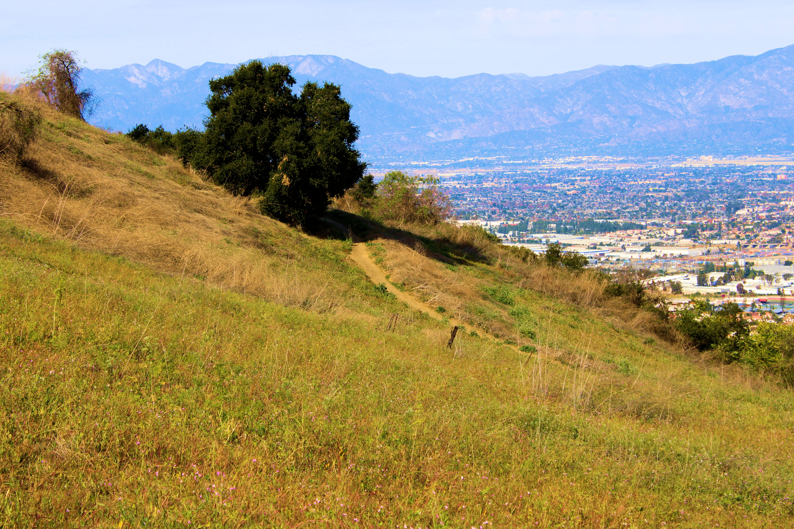 An image depicting the trail Ahwingna - Native Oak - Coyote Loop Trail and its surrounding area.