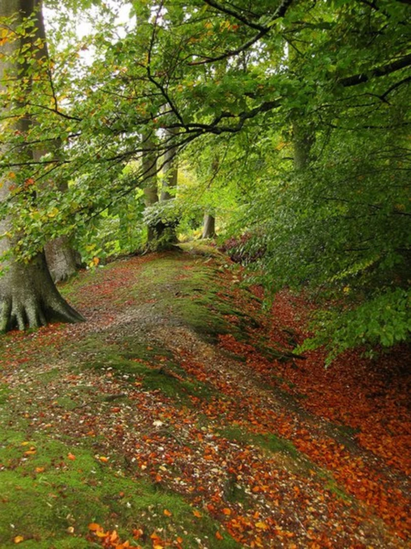 An image depicting the trail Slindon Park Loop and its surrounding area.