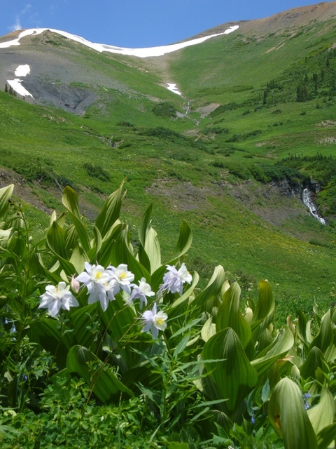 An image depicting the trail Bellview Trail and its surrounding area.