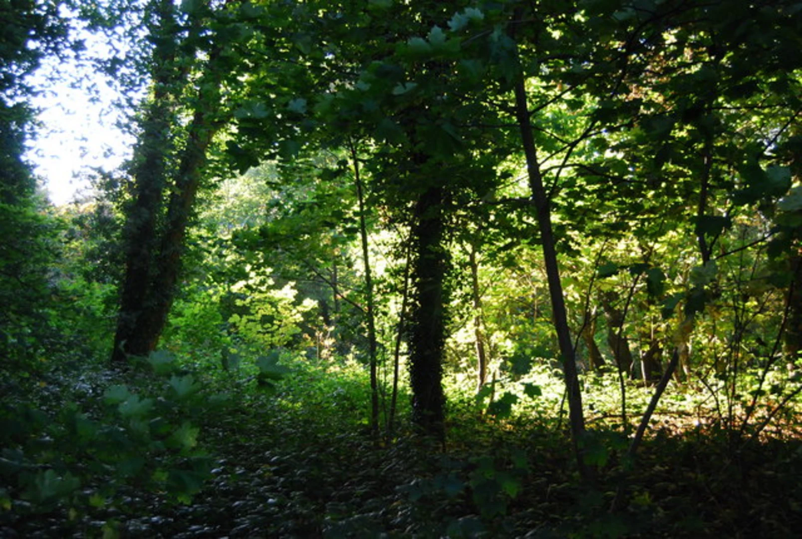 An image depicting the trail Addington Circular Walk and its surrounding area.