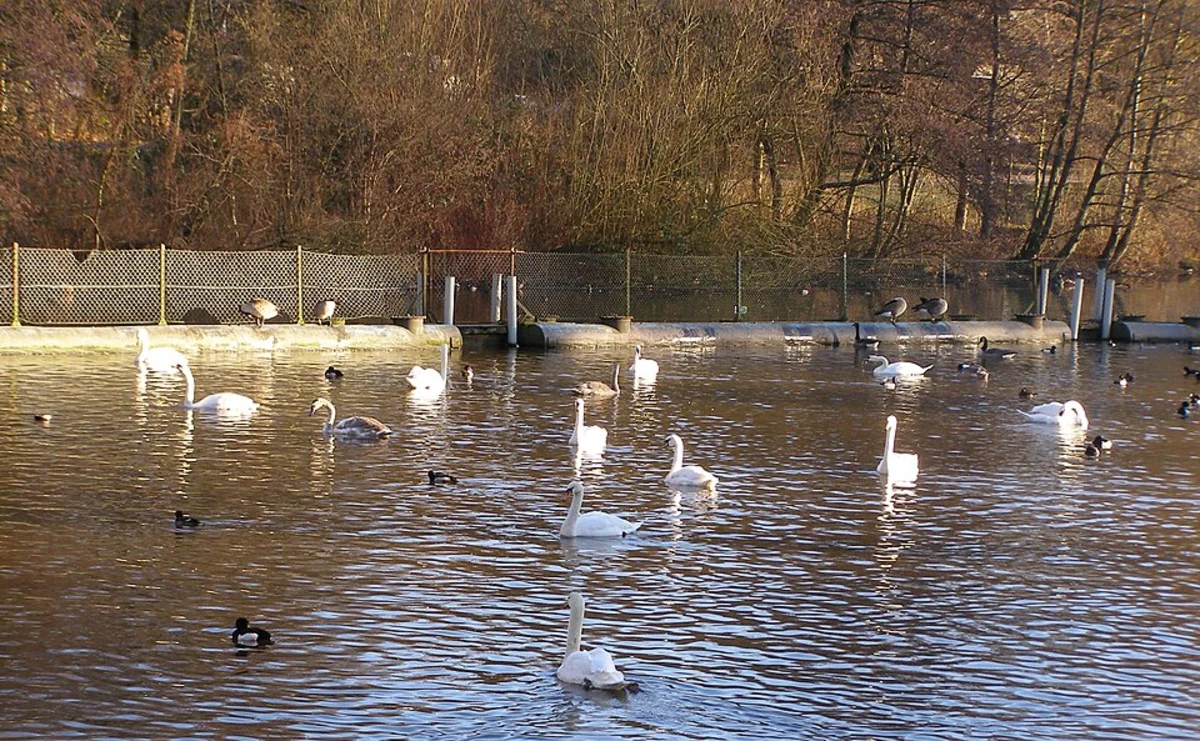 Tarpenbek and Eppendorfer Mühlenteich Loop