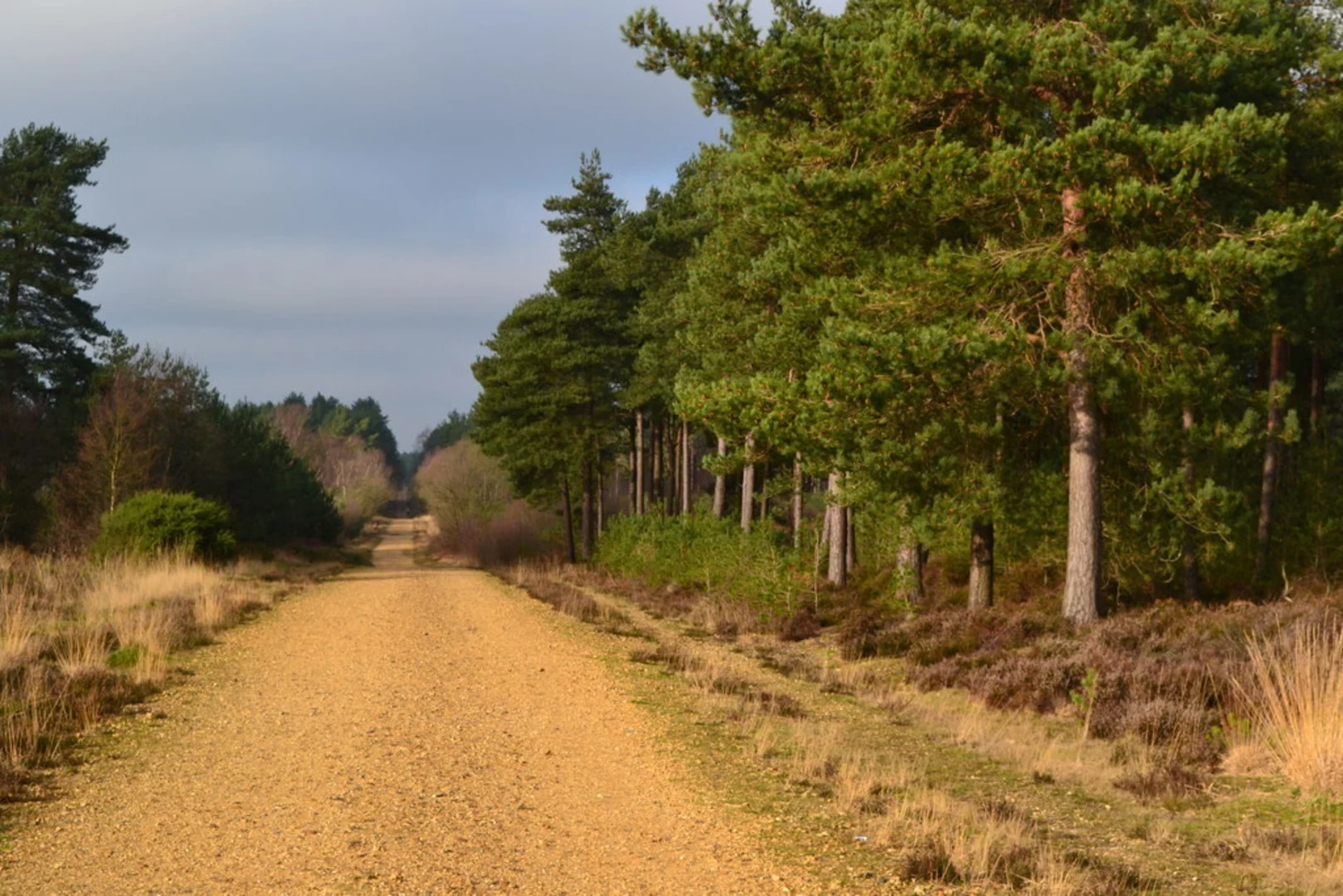 An image depicting the trail Hurn Forest Walk and its surrounding area.