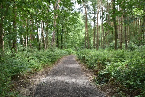 An image depicting the trail Marsh Green Wood and Smoky Wood and its surrounding area.