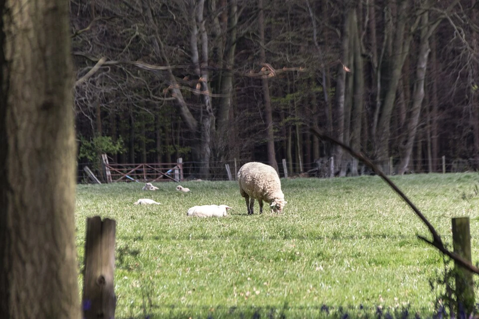 An image depicting the trail Dockey Wood Loop and its surrounding area.