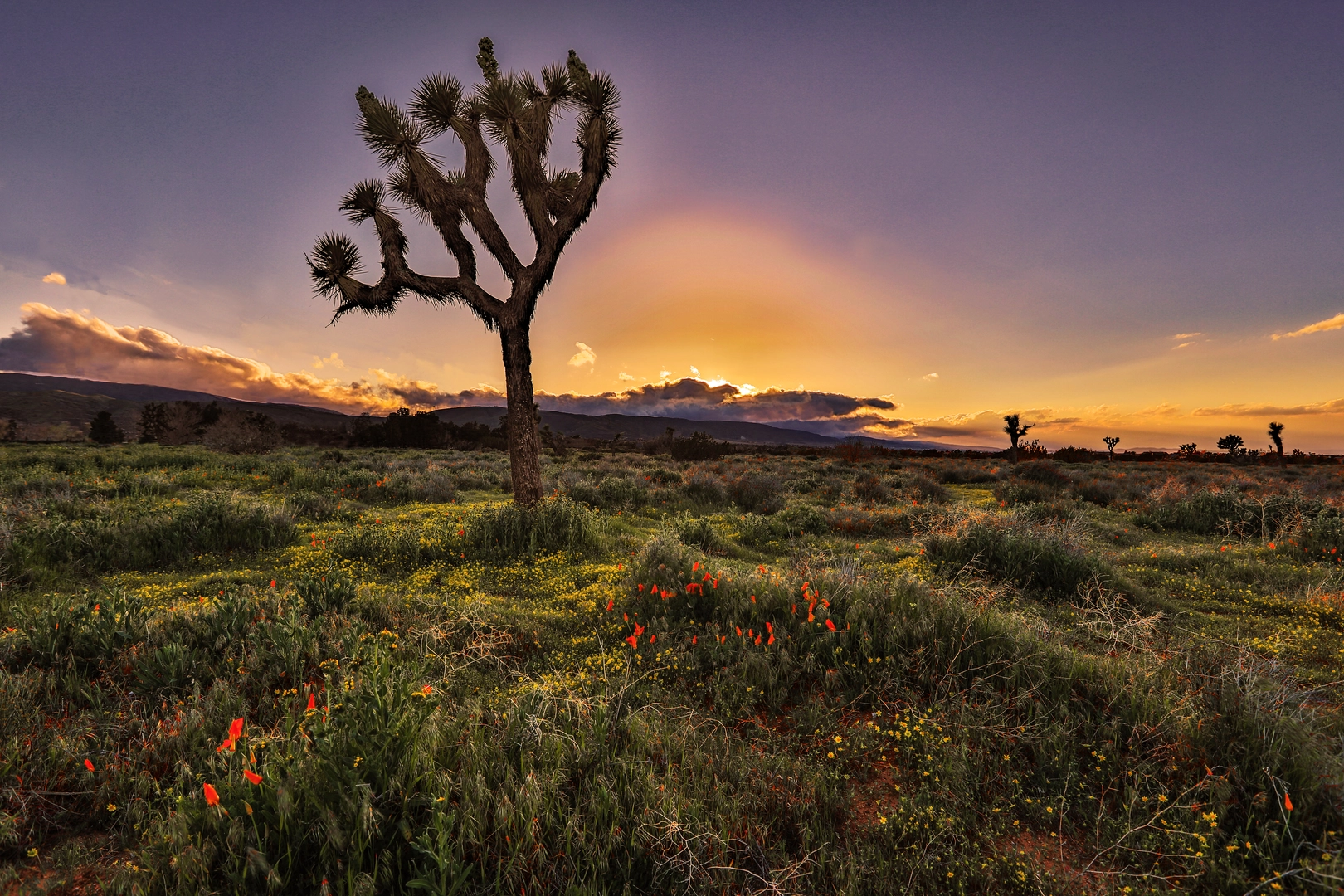 An image depicting the trail Bear Valley Road Trail and its surrounding area.