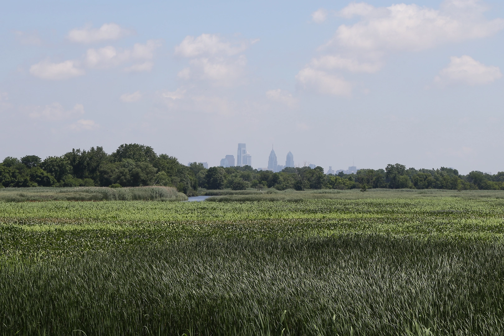 An image depicting the trail John Heinz National Wildlife Refuge Impoundment Loop and its surrounding area.