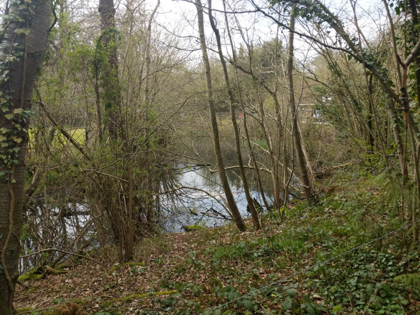 An image depicting the trail Brook Wood, The Roughs and Thunderfield Castle Loop and its surrounding area.